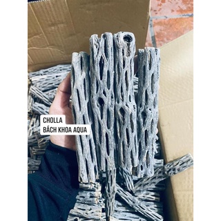 Lũa Cholla trang trí bể tép và thủy sinh đủ size