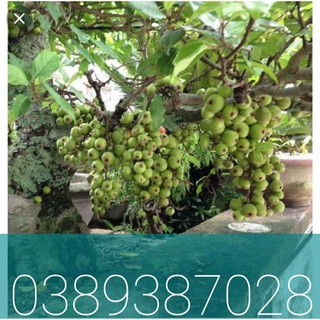 Trái sung tươi,1kg