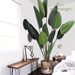 Cây chuối cảnh 1,2m siêu đẹp