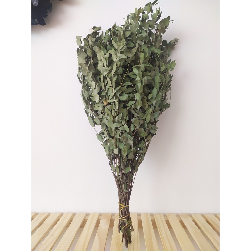 Cành lá khuynh diệp, Đôla bạc, Bạch đằng cảnh, Silver Dollar Tree, Eucalyptus cinerea