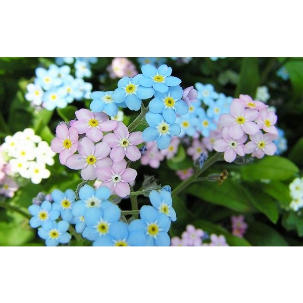 Shop 1k - Hạt Giống Hoa Lưu Ly Forget Me Not   tặng kèm Thuốc kích mầm + 5 hạt hướng dương lùn siêu bông)