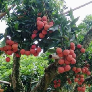 Cây giống vải thiều