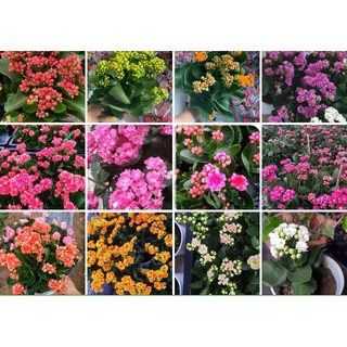 cây giống bỏng thái kép nhiều màu