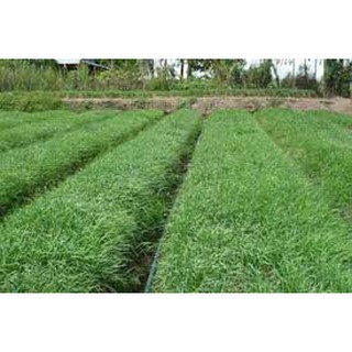 Hạt giống hẹ ta(10G)