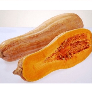 Hạt Giống Bí Đỏ Dài (bí sáp)
