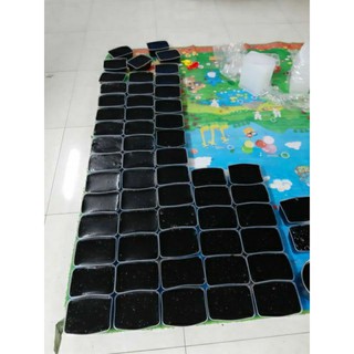 Cây sương sáo đen 1kg