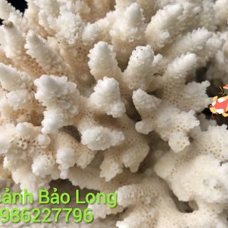 San hô trang trí bể cá 500g ( Cá cảnh Bảo Long)