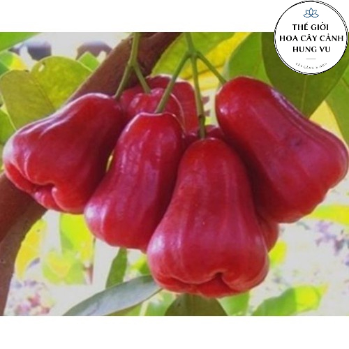 Cây roi đỏ - mận đỏ thái lan cao 1m (Ảnh thật số 2)