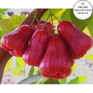 Cây roi đỏ - mận đỏ thái lan cao 1m