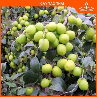 Cây táo thái cao 60cm trái giòn, ngọt