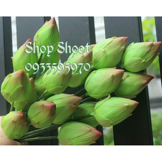 BÚP SEN HÀNG THÁI LOẠI 1