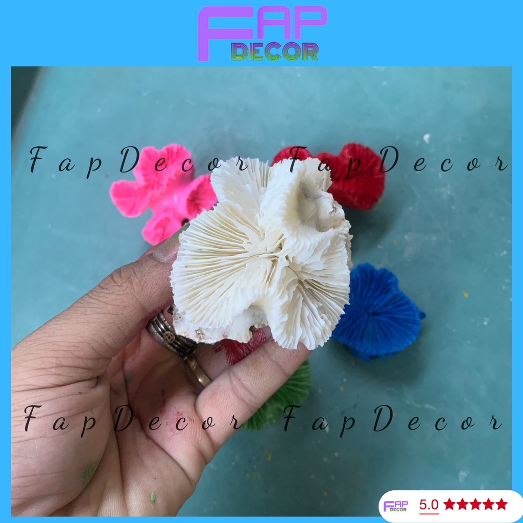 SAN HÔ HẢI QUỲ PHONG THỦY PHỐI MÀU SIÊU ĐẸP, TRANG TRÍ BỂ CÁ. NHÀ CỬA - FAPDECOR