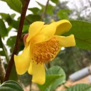 Cây giống trà hoa vàng hakoda Tam Đảo