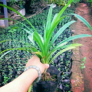 cây giống lá dứa thơm (lá nếp thơm)rể trần