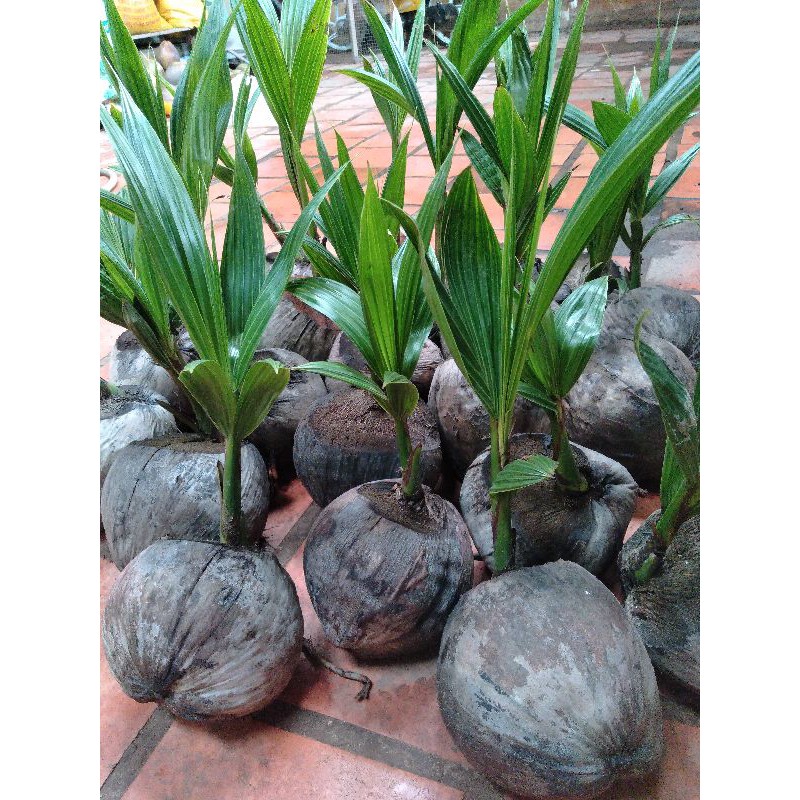 DỪA SÁP CÂY GIỐNG ĐẶC SẢN CẦU KÈTV | BigBuy360 - bigbuy360.vn