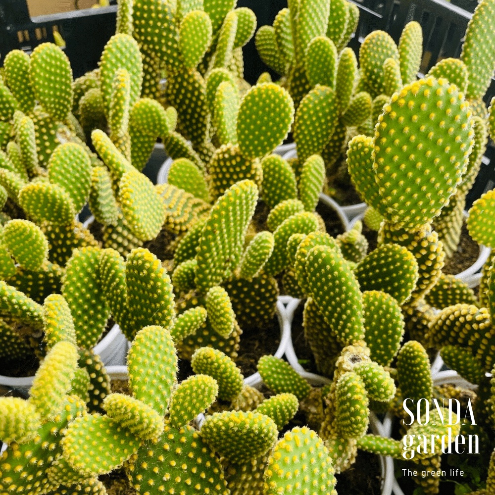 Xương rồng tai thỏ SONDA GARDEN size trung bình 10cm, cây cảnh trang trí nhà cửa, lỗi 1 đổi 1