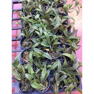 Phi điệp hòa binh cốc giống dòng thân phi 21