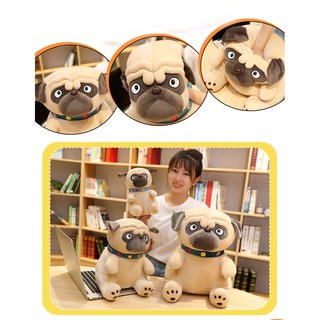 Chó Bông Mặt xệ Pug