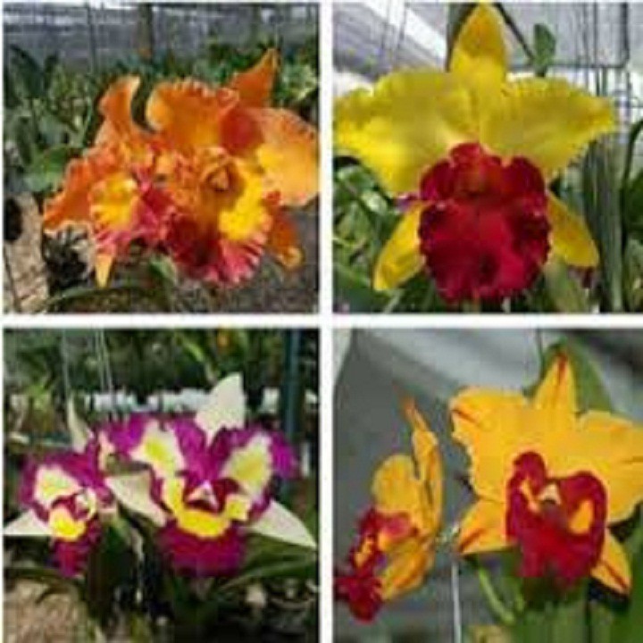 CÂY GIỐNG Lan Cattleya Giống nhiều màu, hoa bông to đại cực thơm giá siêu rẻ - CG1LCTLDM