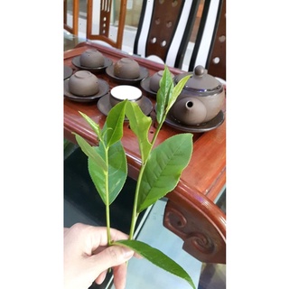 Trà tân cương thái nguyên loại 1