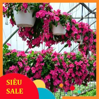 50 hạt giống dừa cạn hồng vietphat