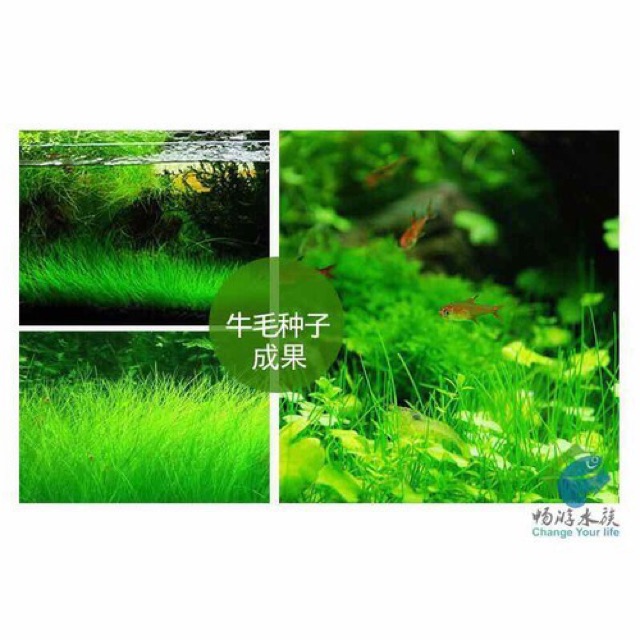 Hạt giống thủy sinh Ngưu mao chiên