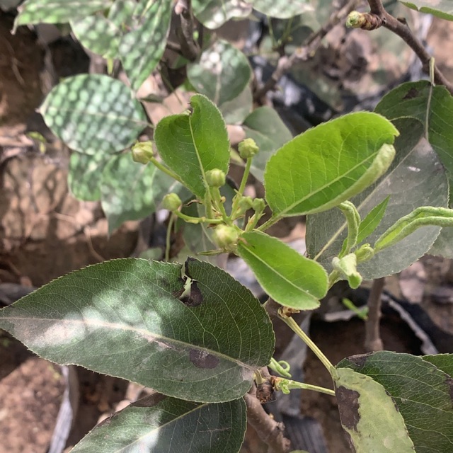 Cây Lê nâu Hàn quốc