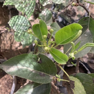 Cây Lê nâu Hàn quốc