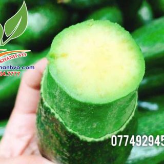 Cây giống bơ 034 một năm cho trái