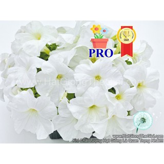 100h Hạt Giống Hoa Dạ Yến Thảo Đứng Success! HD Trắng (| -KD: B36*X64*M242)
