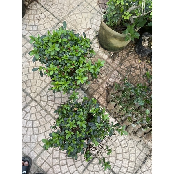 Cây hoa đỗ quyên kép Ngagarden