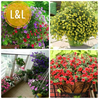 50 Hạt Giống Hoa Triệu Chuông Nhiều Màu ( Hoa Ban công đẹp)