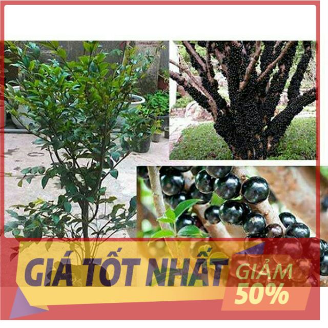 (GIẢM GIÁ) Cây nho thân gỗ