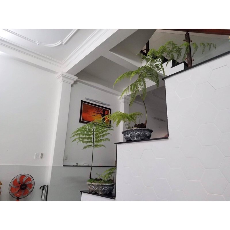 🍀HÀNG ĐẸP🍀Dương xỉ culi chơi cảnh