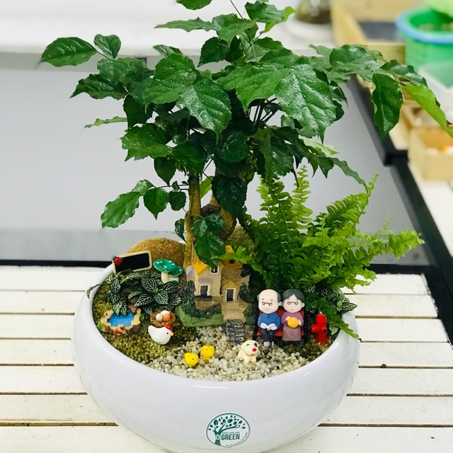 TIỂU CẢNH (Terrarium) - Ship trong nội thành Hạ Long