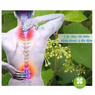 1kg Cây chìa vôi - FRV187