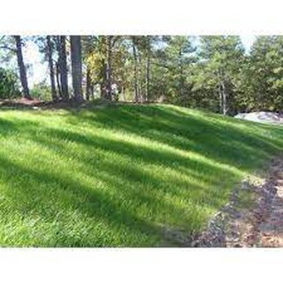 Hạt Giống Thảm Cỏ Bermuda gói 10 gram