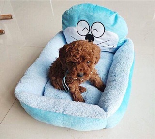 Nệm hình thú cho cún mèo 🐼🐶🐯🐸