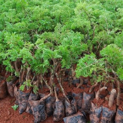 CÂY GIỐNG ĐINH LĂNG NẾP LÁ NHỎ