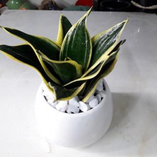 Cây lưỡi hổ mini Thái, cây trồng phong thủy trong nhà, cây xanh tạo cảnh quan, cây giúp thanh lọc không khí