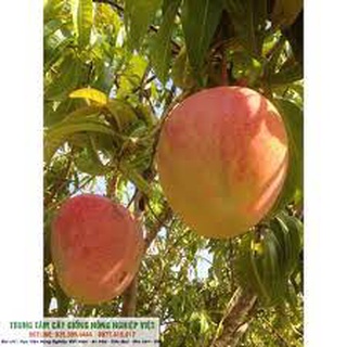 Cây giống xoài úc