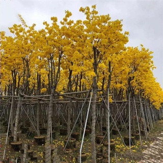 300 Hạt giống hoa phong linh