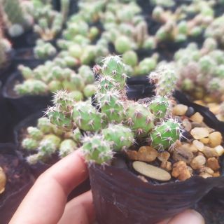 Xương rồng opuntia tròn mọc từng khúc hình tròn rất ngộ nghĩnh