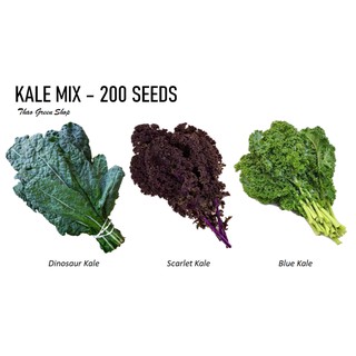 HẠT GIỐNG CẢI KALE MIX 200 HẠT