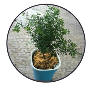 chậu cây tự động tưới nước