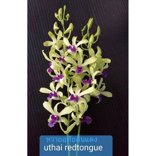 Hoa lan denro nắng Uthai vàng lưỡi đỏ