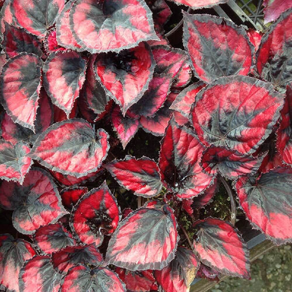 Chậu cây Begonia rex Red Kiss (Thu Hải Đường Nụ Hôn Đỏ) chậu nhựa