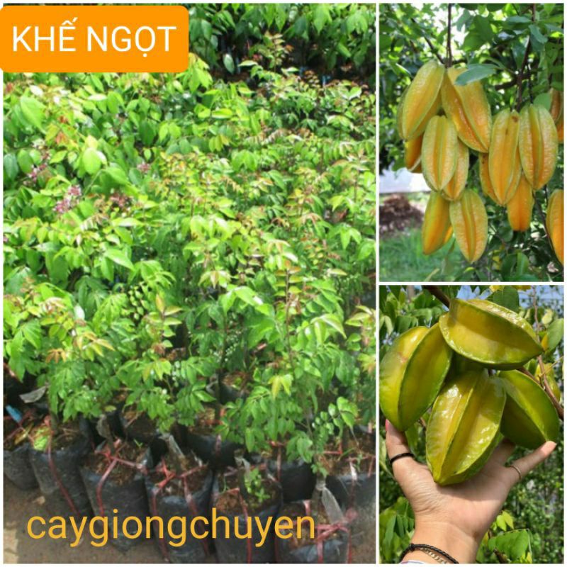 CÂY GIỐNG KHẾ NGỌT