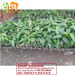 cây dầu giống-combo 5 cây