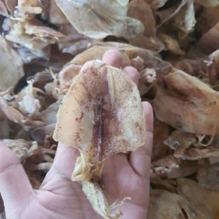 MỰC ĐỒNG TIỀN 1CON MINI